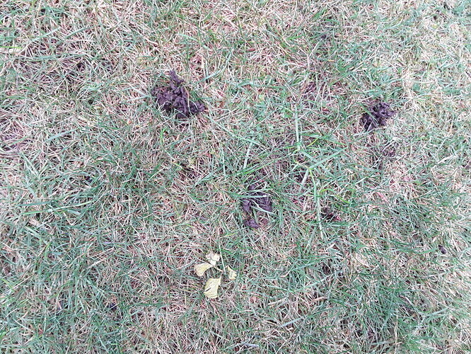 holes in lawn (2)