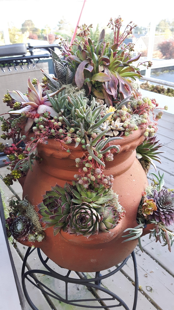 Succulent Strawberry Pot - Summer 2020: Container Gardens - Comox Valley  Horticultural Society