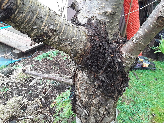 2021 01 25  Cherry Tree (2)