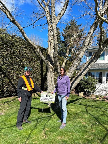 2023 Silk Mimosa Tree of the Year no leaves