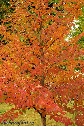 Stewartia pseudocamellia - fall colours