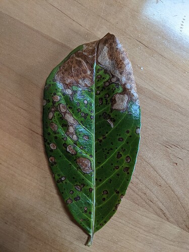 Laurel leaf 1