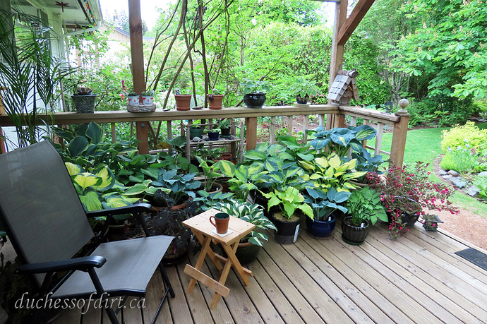 morning coffee with the hostas