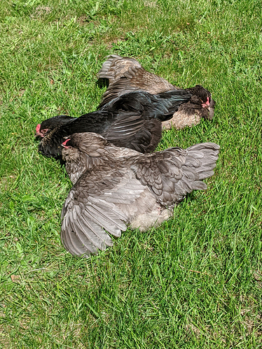 relaxing in the sun