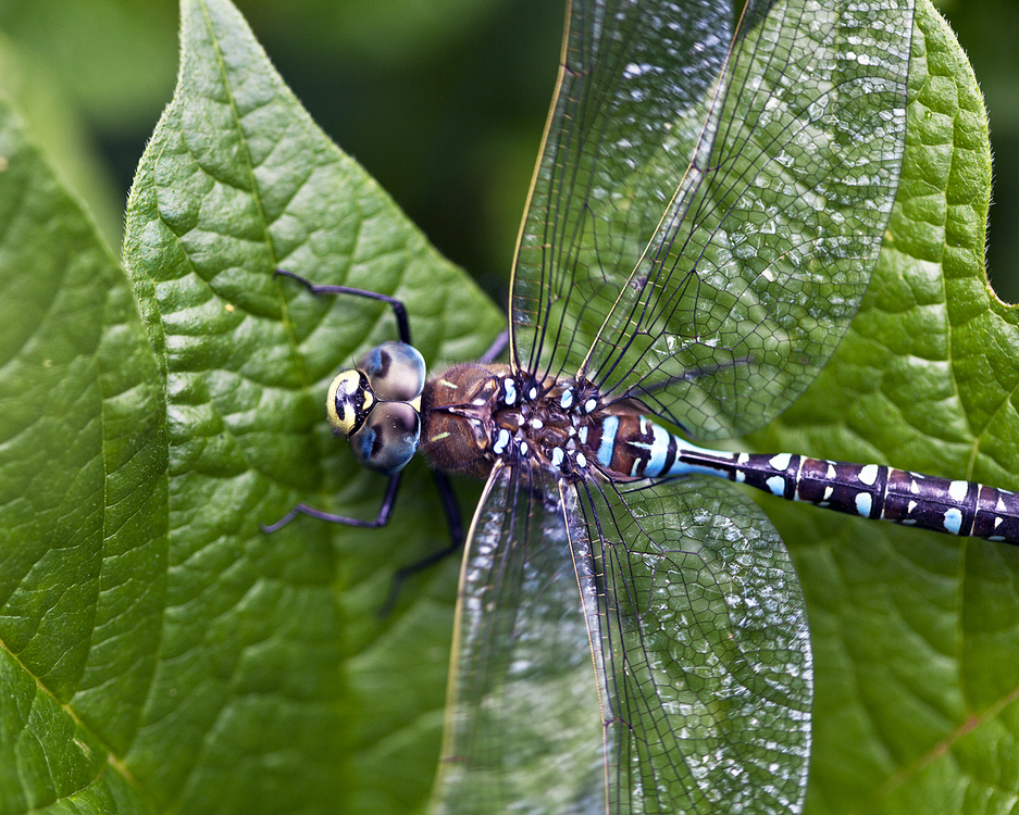 Our Dragonfly pets Summer 2020 Garden Pets Comox Valley