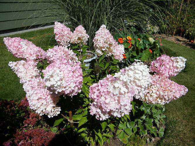 Hydrangea Strawberry Vanilla