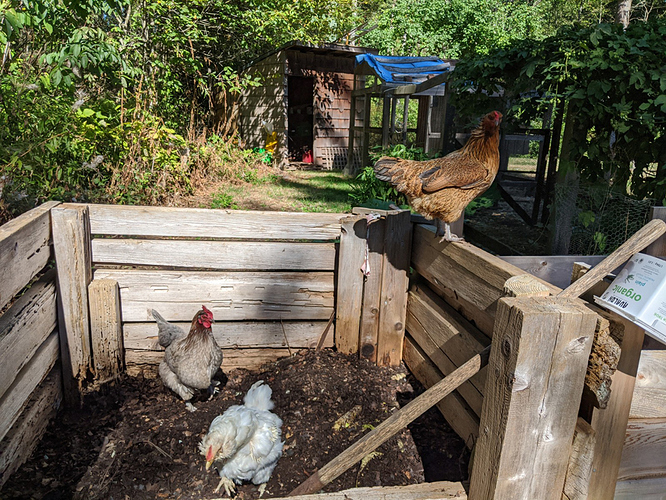 turning the compost