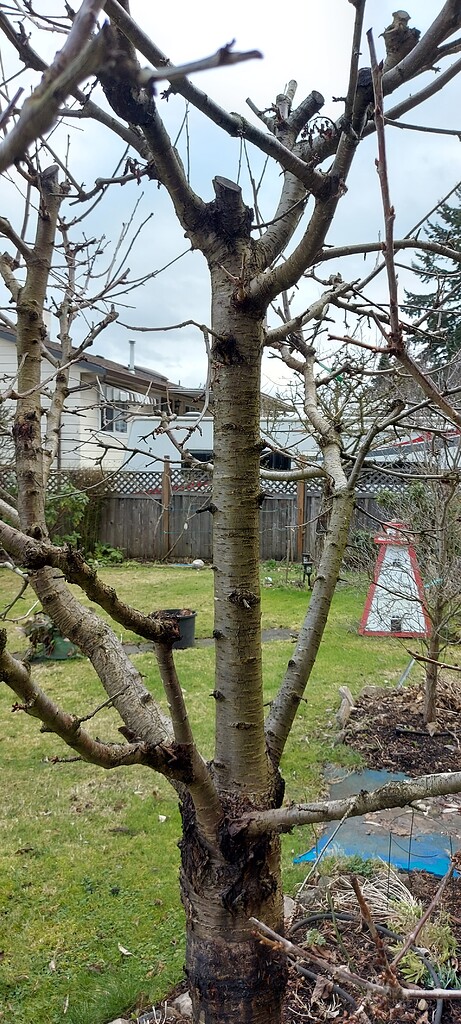 Pruning Cherry Tree - Comox Valley Horticultural Society
