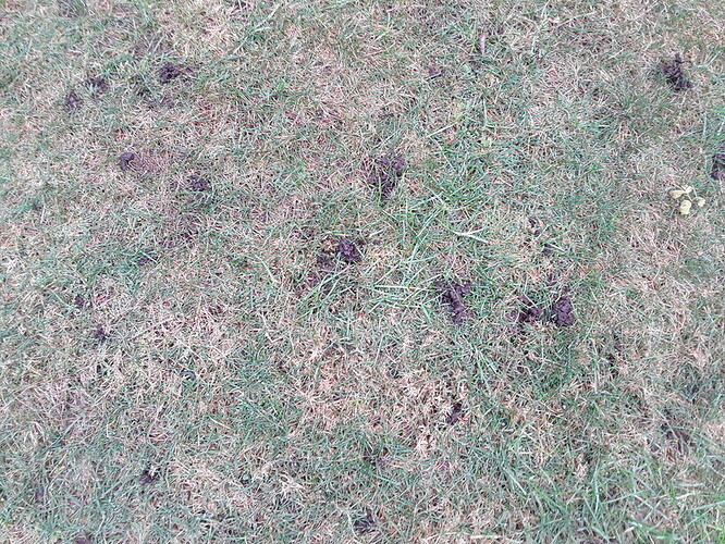 holes in lawn (1)