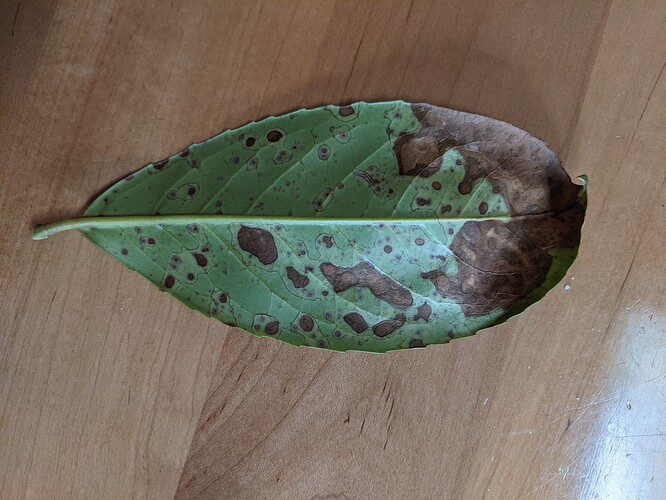 laurel leaf underside