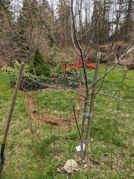 What to plant under an apple tree? Q & A Comox Valley Horticultural