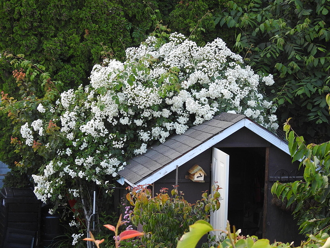 2020 07 04  Kiftsgate rose over shed