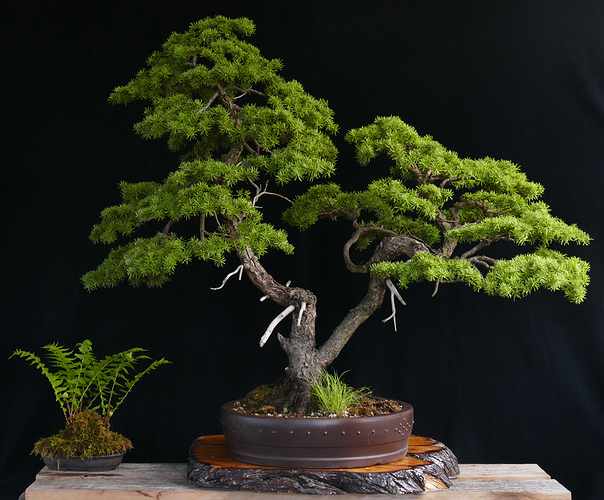 2020 bonsai P1570469-bonsai-small