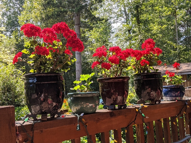 geranium pots July 2020