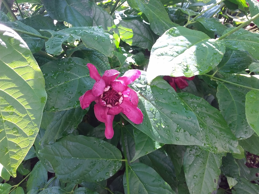 Aphrodite, sweetshrub Summer 2020 Garden Trees or Shrubs Comox