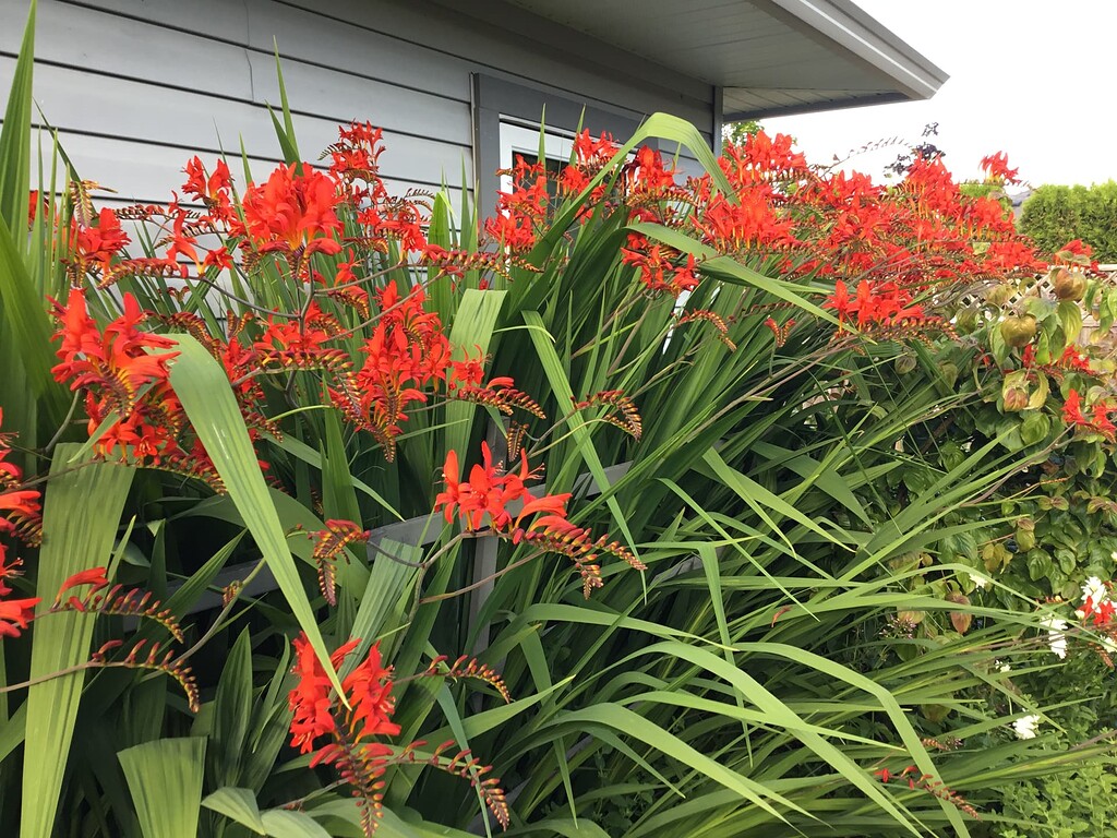 Trading my perennials for other plants - Buy / Sell / Trade - Comox ...