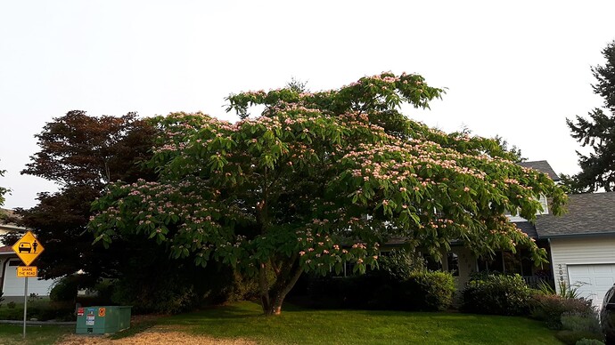 2023 Silk Mimosa Tree of the Year
