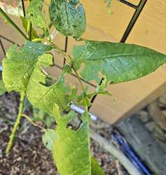 chewed up leaves