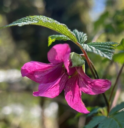Keystone Salmonberry