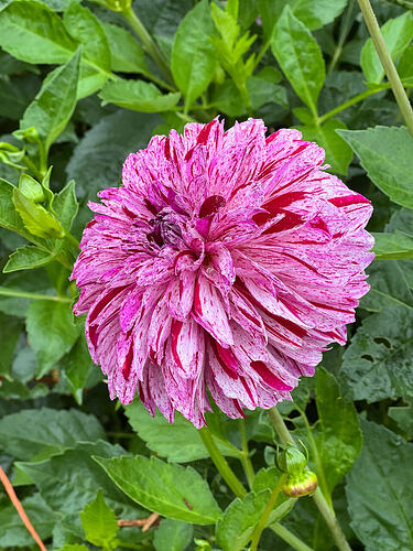 IMG_3299