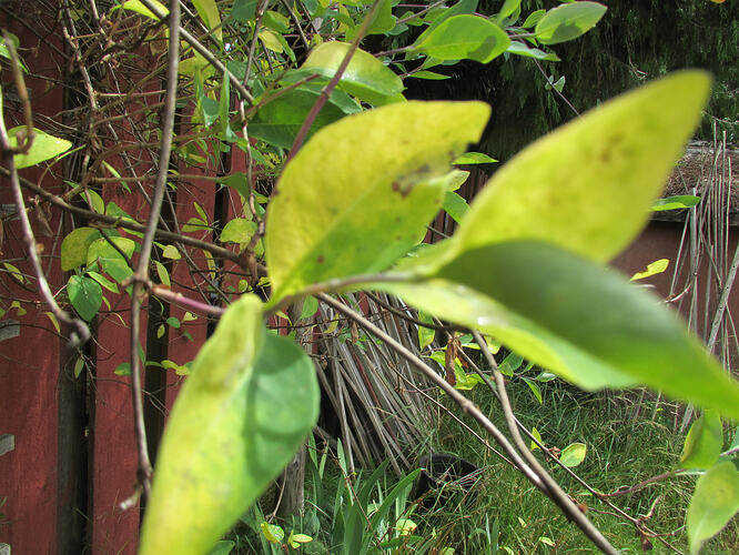 Yellowing Leaves
