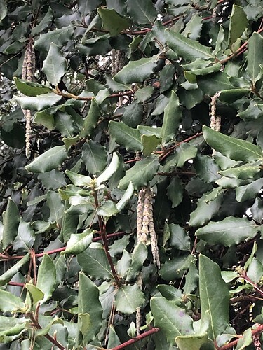 What is this plant #2