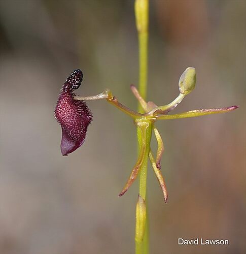 Orchid King in his carriage