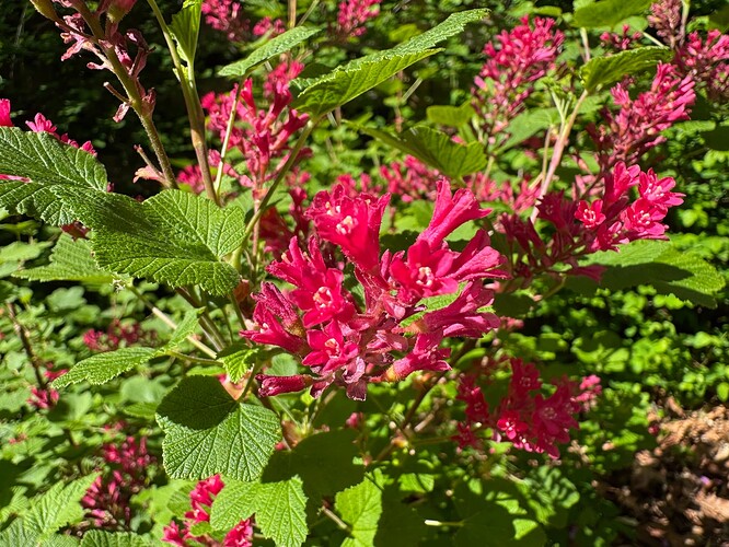 Keystone Ribes Sanguinium