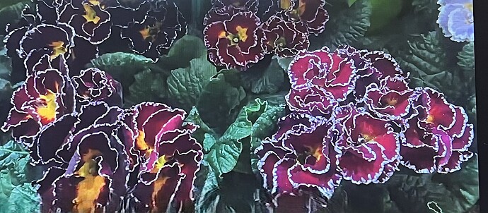 sirococco primula