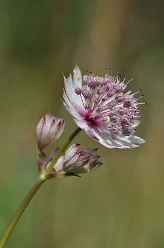 Jeff de Jong Astrantia major
