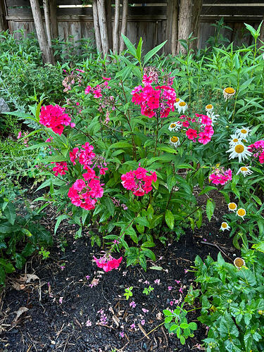 phlox