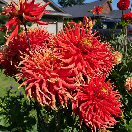02 a Dahlias bed 1
