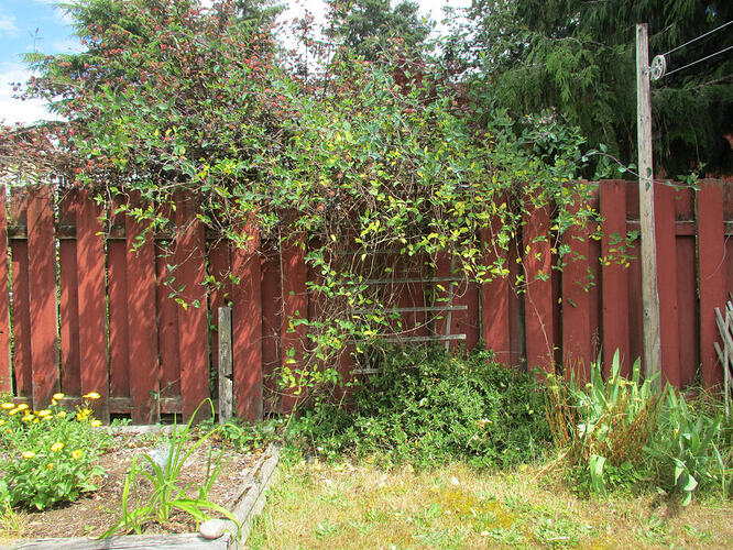 Lonicera periclymenum