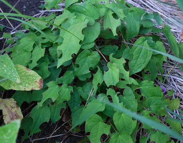 leaf cutter bee-0866