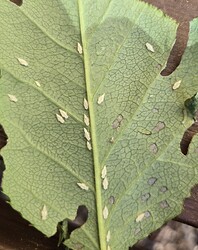 insects 2