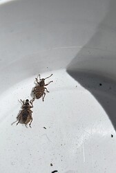 insects