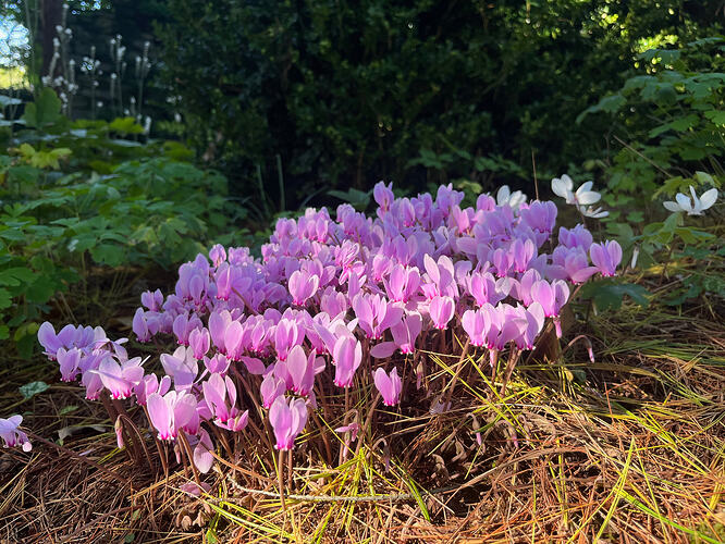 Jeff de Jong cyclamen hederifolium