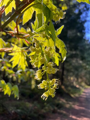 Keystone Big Leaf Maple