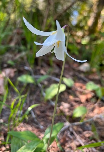 Keystone Fawn Lily White