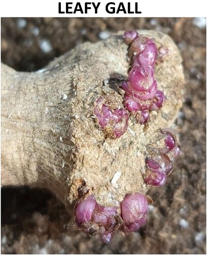 Dahlia leafy gall
