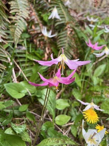 Keystone Fawn Lily