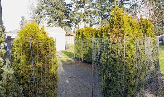Hedge entrance