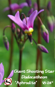 dodecatheon.PNG