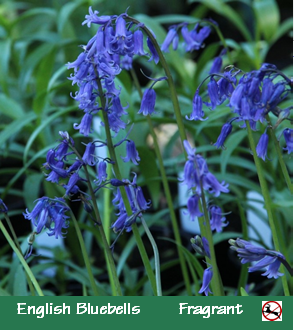 bluebells