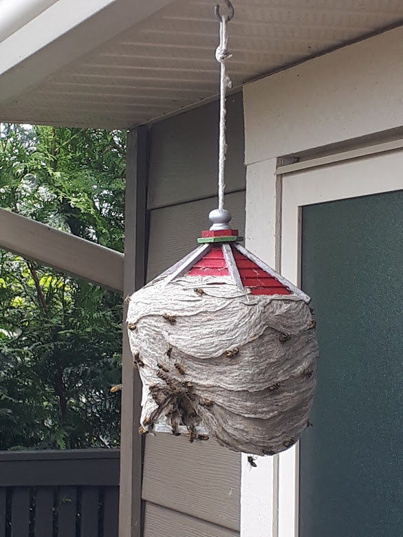 20200619 wasp nest