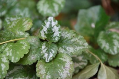 Yellow_Archangel001_MatthewSyvenky_ISCBCvolunteer-400x266