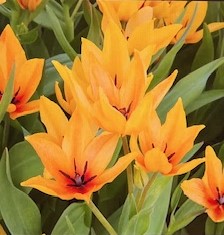 JW Species Tulip Praestans 'Shogun'