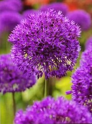 JW Allium 'purple sensation'