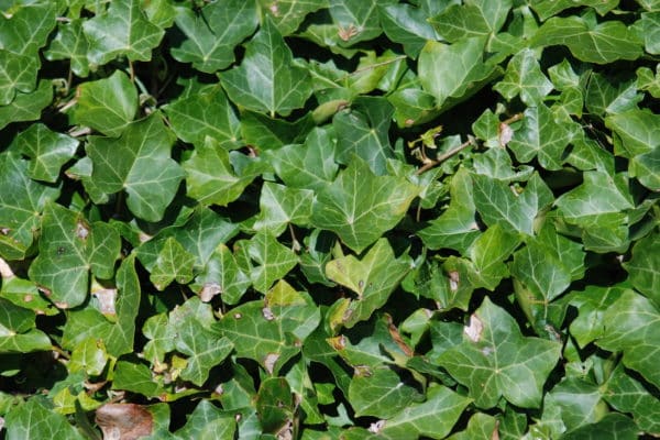 English_Ivy002_JLeekie-600x400