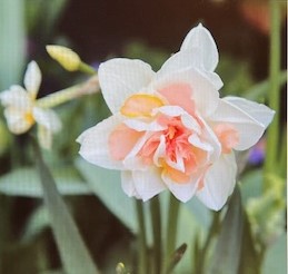JW Narcissus 'My Story'